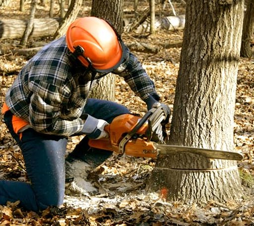 Tree Removal in Le Roy, KS